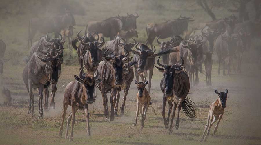 4-day-tanzania-wildebeest-safari