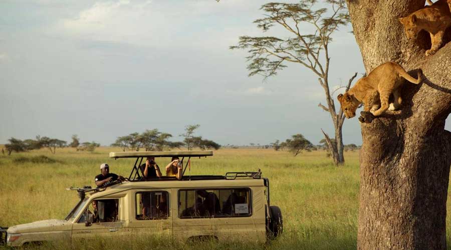 4-days-camping-tanzania-safari