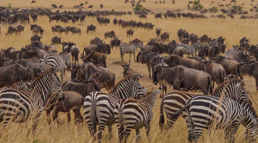 5-Days-Tanzania-wildebeest-safari