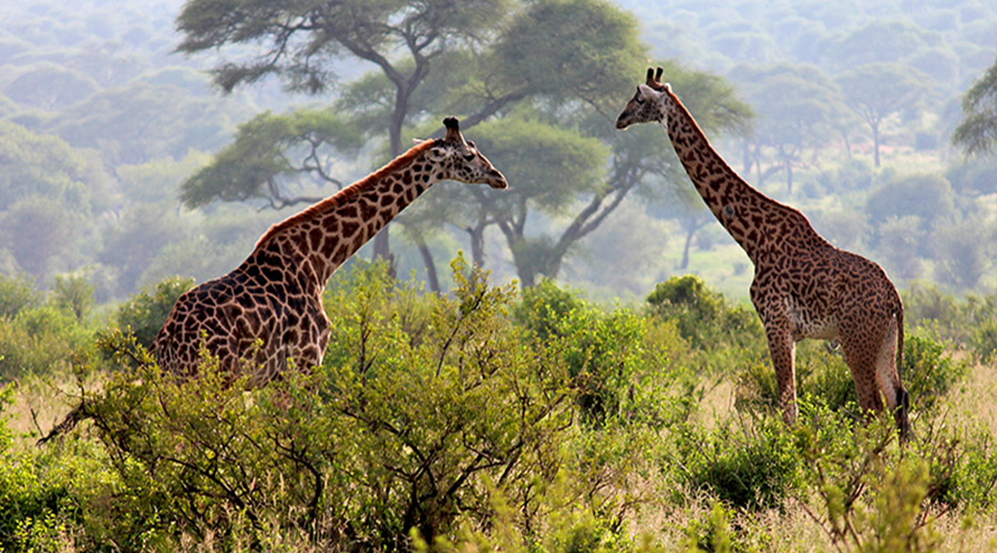 Arusha National Park_Tiem Tours and Safaris.jpg 2