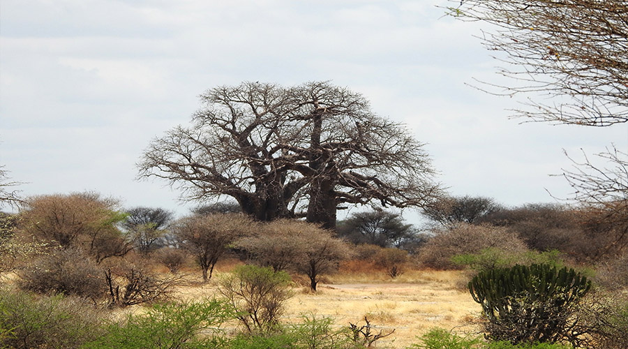 Baobab Trees_Tiem Tours and Safaris