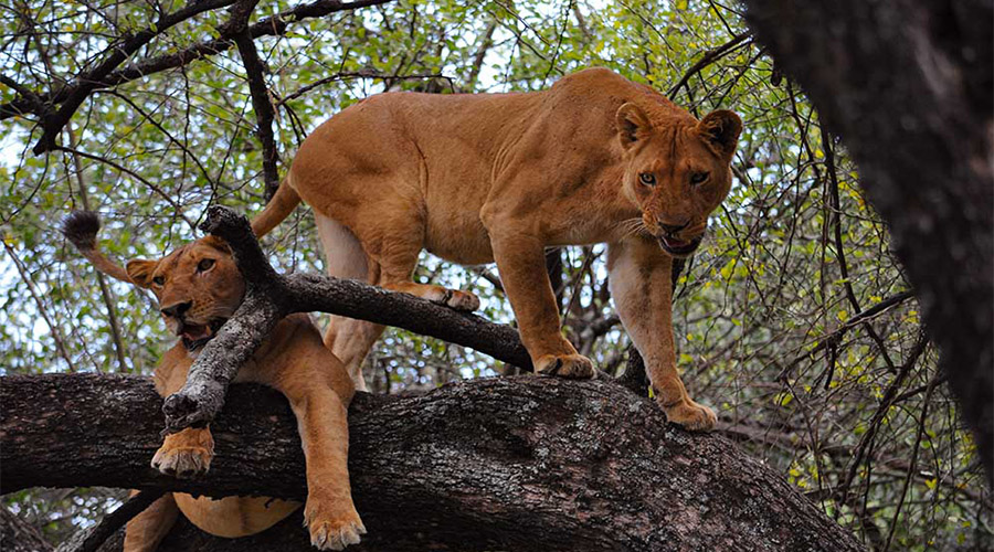 Lake Manyara-Climbing Tree Lions-Tiem Tours and Safaris