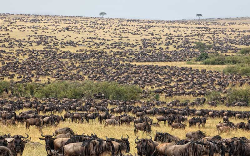 3-days-wildebeest-safari