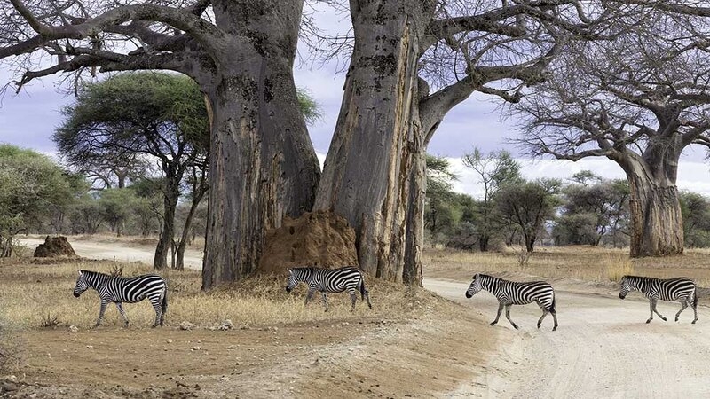 tarangire_national_park_-_baobab tree